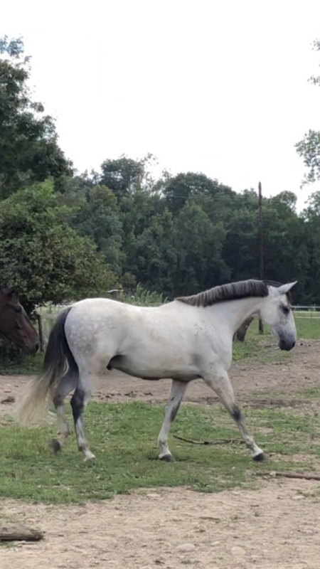 Vente de cheval : Tiramisu 