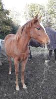 Vente de cheval : Marquise du Pegase