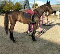 Vente de cheval : GL