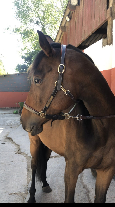 Vente de cheval : Joy des bruyeres