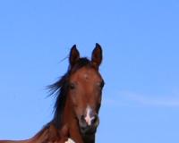 Vente de cheval : Cyliane d'alferan