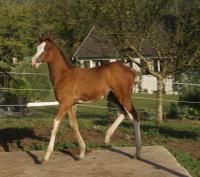 Vente de cheval : Misty amber