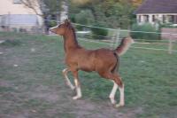 Vente de cheval : MISTY AMBER