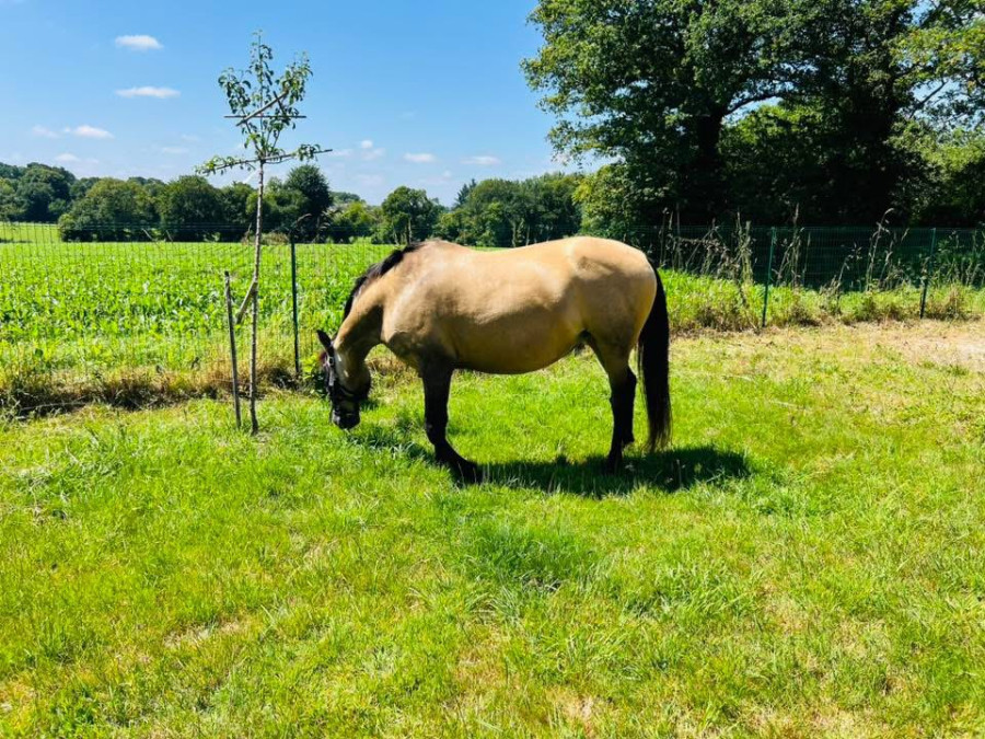 Vente de cheval : Fiona 