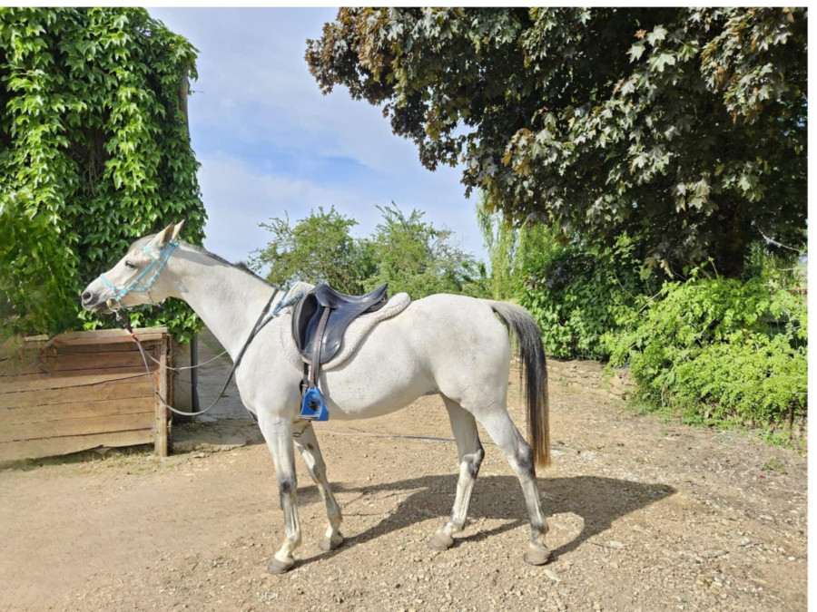Vente de cheval : KATIRA AL MOUNIRA