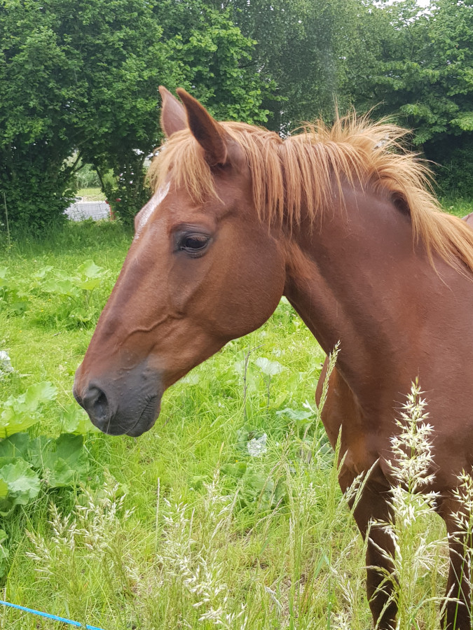 mauvais cheval en 10 lettres