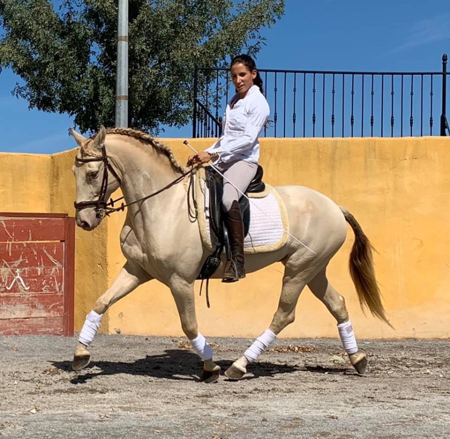 Estupendo, cheval lusitanien