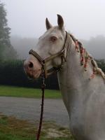 Vente de cheval : Geado
