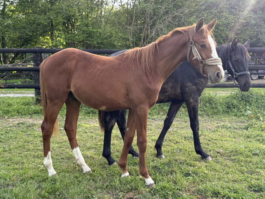 Vente de cheval : One of me