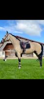 Vente de cheval : Rascayo
