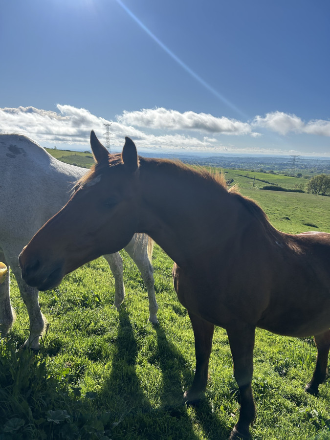 Vente de cheval : PLUTARD