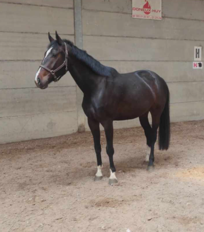 Vente de cheval : O'Malley