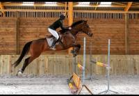 Vente de cheval : BAYA DE TAMAS