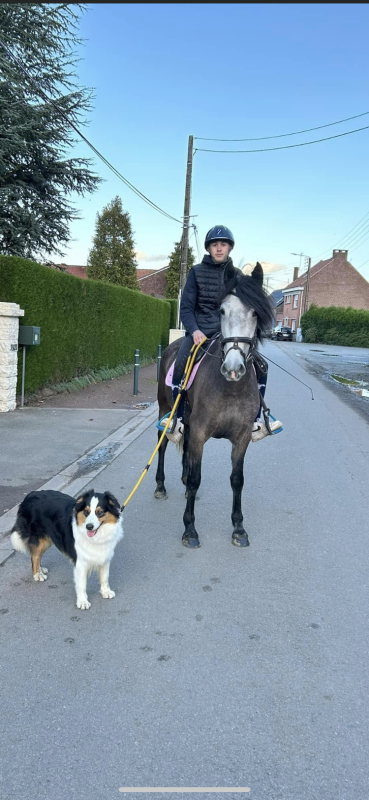 Vente de cheval : Etti