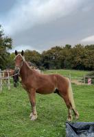 Vente de cheval : Osiris Flavio
