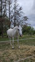 Vente de cheval : Vahich