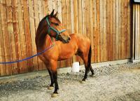 Vente de cheval : Kouak 