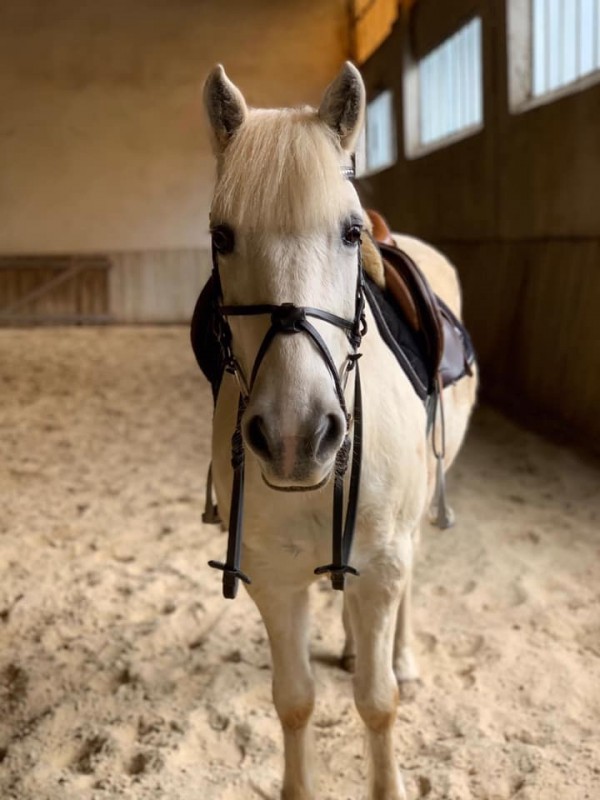 dp-poney-de-loisir-chevalannonce