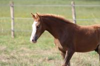 Vente de poney