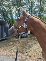Vente de poney