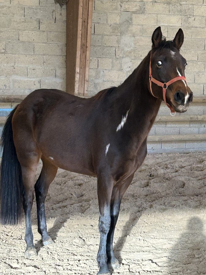 Vente de cheval : Jetlag Montgeoffroy