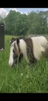 Vente de poney