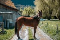 Vente de cheval : L'Orea du Sud 