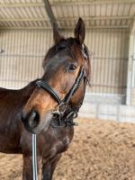 Vente de cheval : Get the Power 