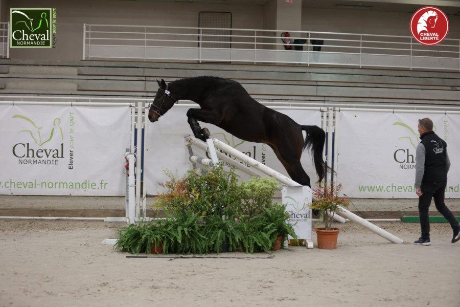 Vente de cheval : Limone d?aventure 