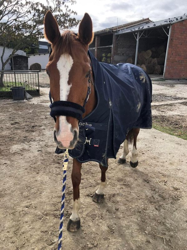 Vente de cheval : Aidi de Verdun 