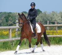Vente de cheval : Okupanell 
