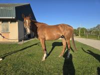 Vente de cheval : Faro du Libron