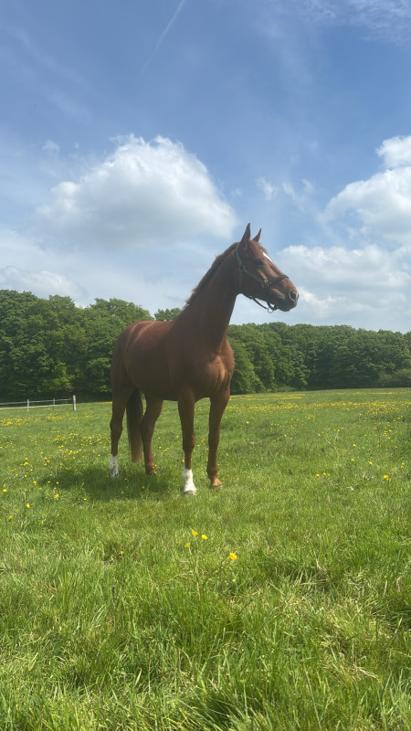 Vente de cheval : Hannibal du Valdieu 