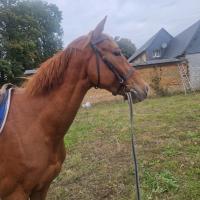 Vente de cheval : Isamix de Canon