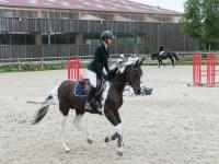 Vente de cheval : Rock Star d'Aury Z