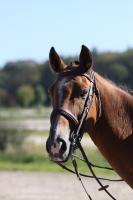 Vente de cheval : Chef de la Sienne