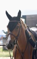 Vente de cheval : KRISTAL DES VAUX