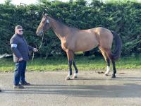 Vente de cheval : KREMELIN DES VAUX