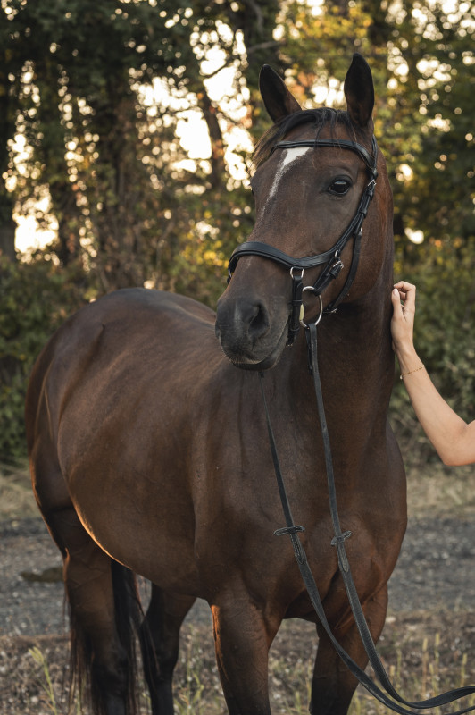 Vente de cheval : Elusive Sport 