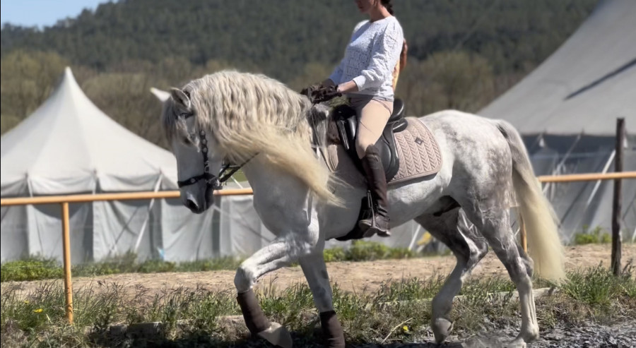 Vente de cheval : Mont