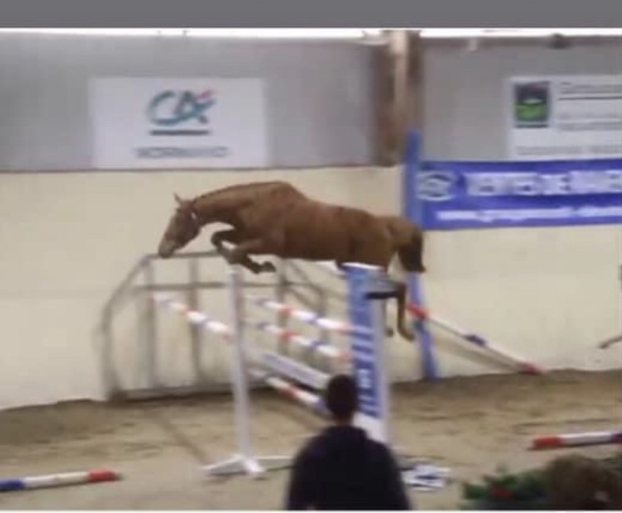 Vente de cheval : Hera Du Thot