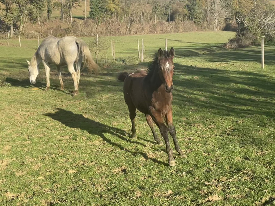 Vente de cheval : Mystic Trapassou 
