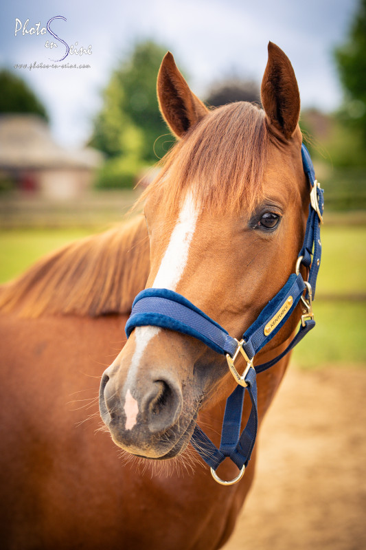 Vente de cheval : My Montmain 