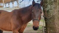 Vente de cheval : Wonderdoll