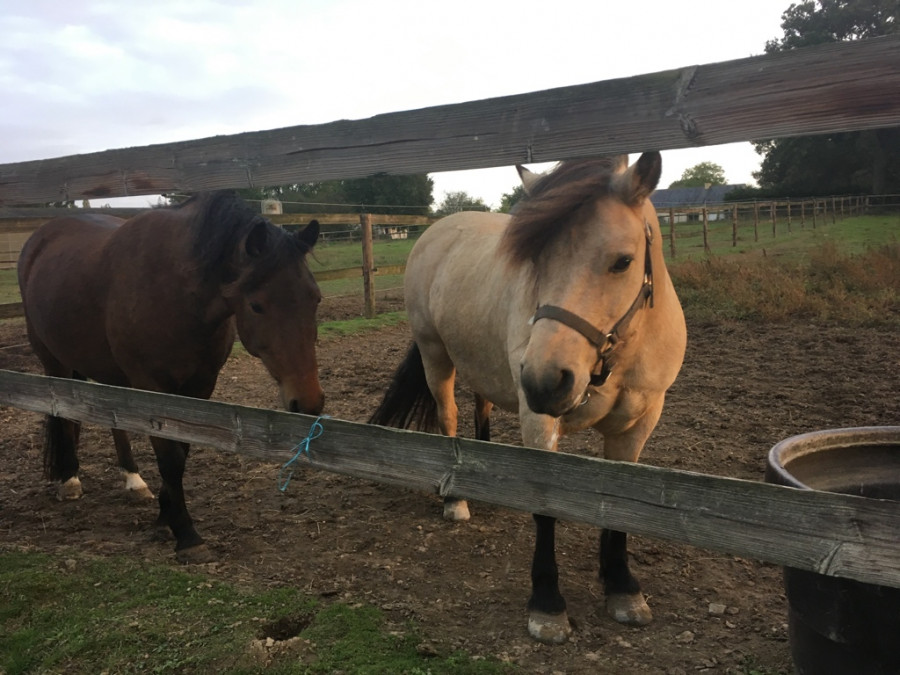 Poneys De Loisir A Vendre Chevalannonce Com Poneys De Loisir A Vendre Chevalannonce Com