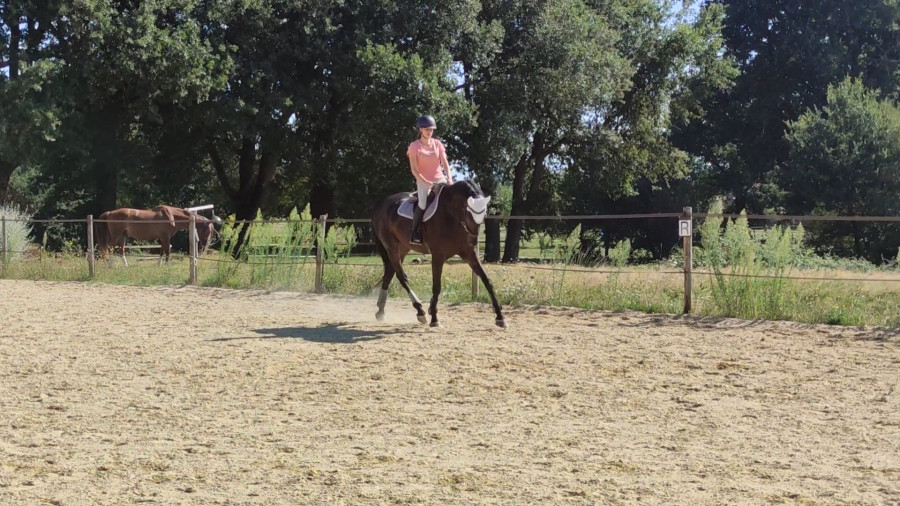 Vente de chevaux