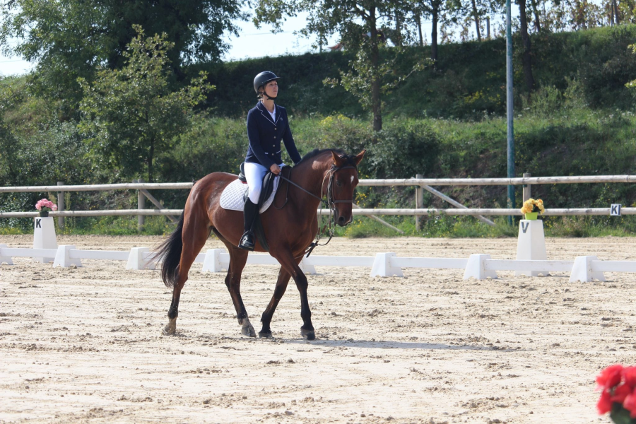Vente de cheval : APOLLON DU PILAT
