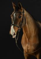 Vente de cheval : Faust de Mars