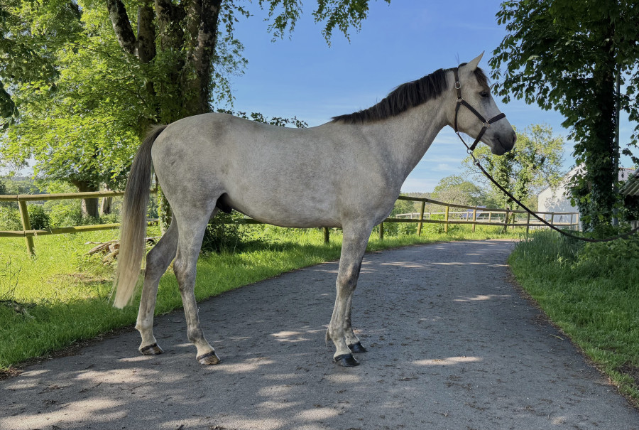 Vente de cheval : Nazar d?Altaz