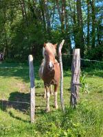 Vente de poney